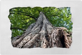 Poszterek 60x40 Fa Fák Kilátás