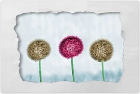 Poszterek 90x60 Pitypangok