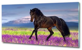 Üvegkép A ló egy levendula mező osh-113343357