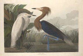 Reprodukció Purple Heron, 1835, John James (after) Audubon