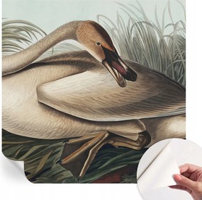 Modern Öntapadós Fotótapéta Mosható Természetes madár 250x250 cm