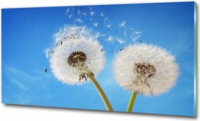 Fotó kép edzett üveg pitypang 125x50