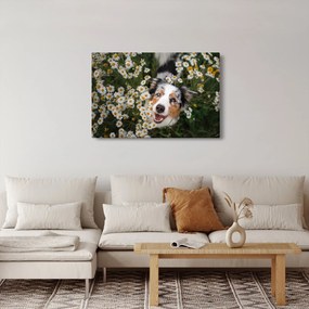 Kép - Ausztrál juhászkutya (90x60 cm)