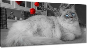 Képek 115x55 Ragdoll macska