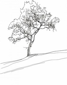 Poszter 68x101cm Fa vázlatban