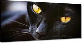 Vászonkép 60x30 Cica Cicák Macskák