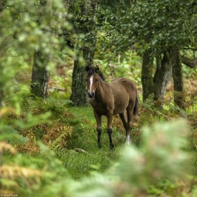 Poszter 20x20cm Vad ló, Assaf Frank