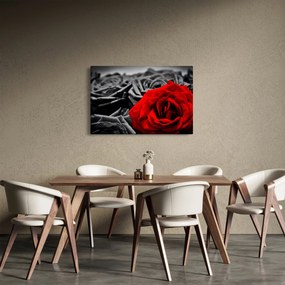 Kép - Rózsák (90x60 cm)