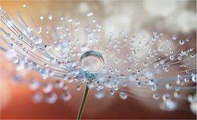 Fotótapéta Falra az előszoba konyhájába Csepp a pitypangon 416x254 Ragasztó