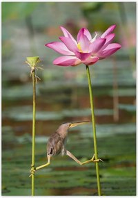 Poszterek 70x100 Kalapos madár Tájkép Kilátás