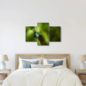 Páva képe (90x60 cm)