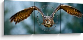 Kép - Bagoly repülés közben (órával) (90x30 cm)