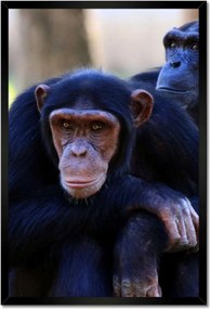 Poszterek keretben 40x60 Csimpánz