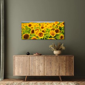 Kép - Napraforgók (120x50 cm)