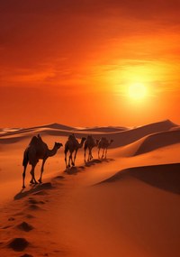 Poszter 70x100cm Karaván a sivatagban