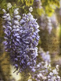 Poszter 30x40cm Színes tavaszi Wisteria 2, Assaf Frank