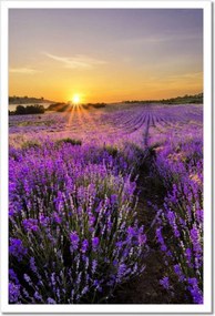 Poszterek keretben 40x60 Levendula tájkép Nap