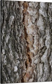 Vászonkép Természet Fakéreg Varázslat Erdő Fák 50x80