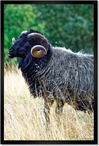 Poszterek keretben 40x60 Kos a csarnokban a hegyekben