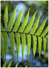 Poszterek A5 Pion Páfrány levél