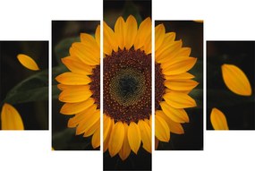 Kép - Napraforgók és a virágszirmok (150x105 cm)