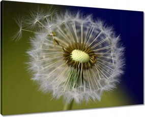 Vászonkép 70x50 Pitypang Virág Virágok