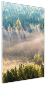Üvegfotó Köd az erdőben osv-104886541
