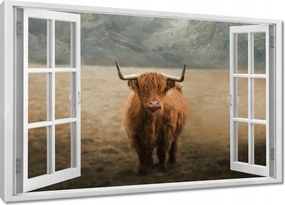 Vászonkép 60x40 Skót tehén szarvasmarha