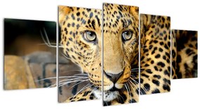 Kép - állatok (150x70cm)