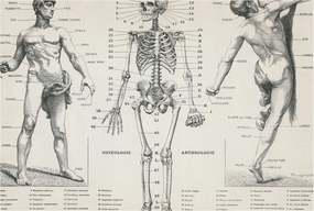 Fali fotótapéta előszoba konyhába Klasszikus anatómia 104x70 Ragasztó
