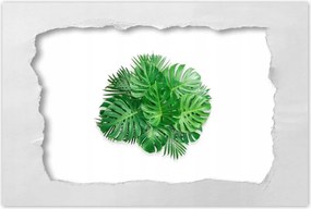 Poszterek 120x80 Monstera Lyukas levelek
