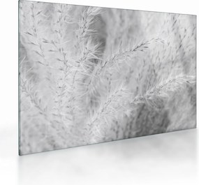 Üveg kép - Pampafű N⁰1 (70x50 cm)