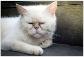 Poszterek 155x105 Cica Cicák