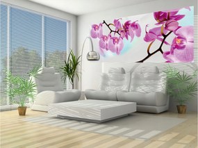 Fotótapéta Orchideák rózsaszín virágok elegancia hálószoba 250x104 +ragasztó