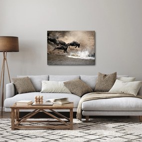 Kép - Gnúcsorda (70x50 cm)