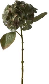 Hortensia 2026 műnövény