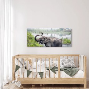 Kép - Fürdőző elefánt (120x50 cm)