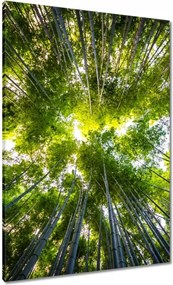 VĂĄszonkĂ©p 70x100 Bambusz trĂłpusi erdĆ