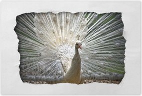 Poszterek 90x60 Madarak