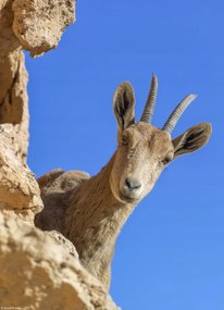 Poszter 20,5x28,4cm Ibex Nubiana 2, Assaf Frank