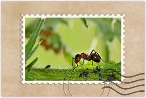 Poszterek 90x60 Hangya Makró fotó