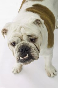 Poszter 20x30cm Brit bulldog, fehér alapon, Assaf Frank