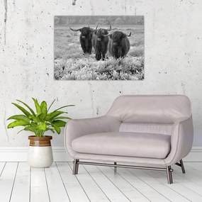 Üveg kép - Skót tehenek (70x50 cm)