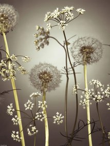 Poszter 30x40cm Réti virágok 4, Assaf Frank