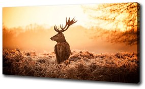 Vászonkép Deer napkelte oc-65543404
