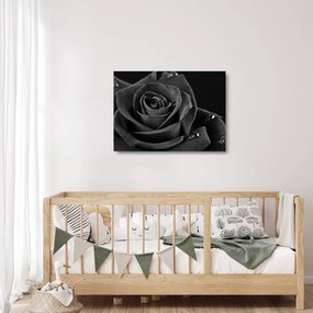 Üveg kép - Bíborvörös rózsa (70x50 cm)