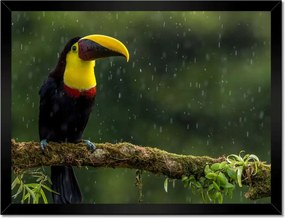 Poszterek keretben 40x30 Madarak