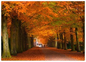 Kép - A Avenue of fák ősszel (70x50 cm)