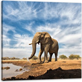 Vászonkép Nagy elefánt a szavannán Homok 40X40 cm Ideális ajándék