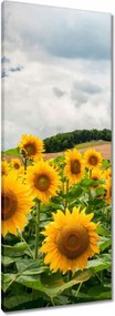 Vászonkép 40x100 Tájkép napraforgókkal